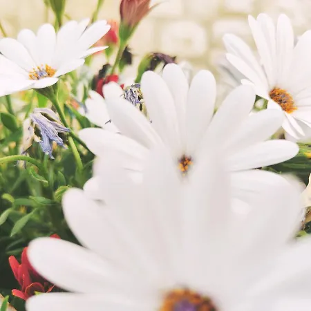 Costamare - Enjoy Lazy Days On The Private Pool-jacuzzi * Pefki